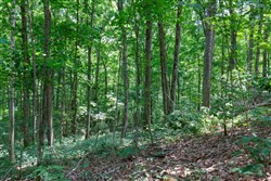 property photo for Rolling Hills Tract 15, 4.78 acres for sale in Wayne County, Kentucky
