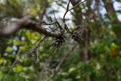 Rolling Hills Tract 3