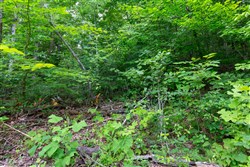 Tucker Hollow Tract 10