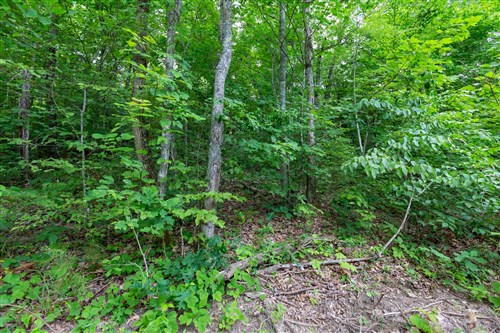 Tucker Hollow Tract 10