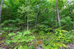 Tucker Hollow Tract 10