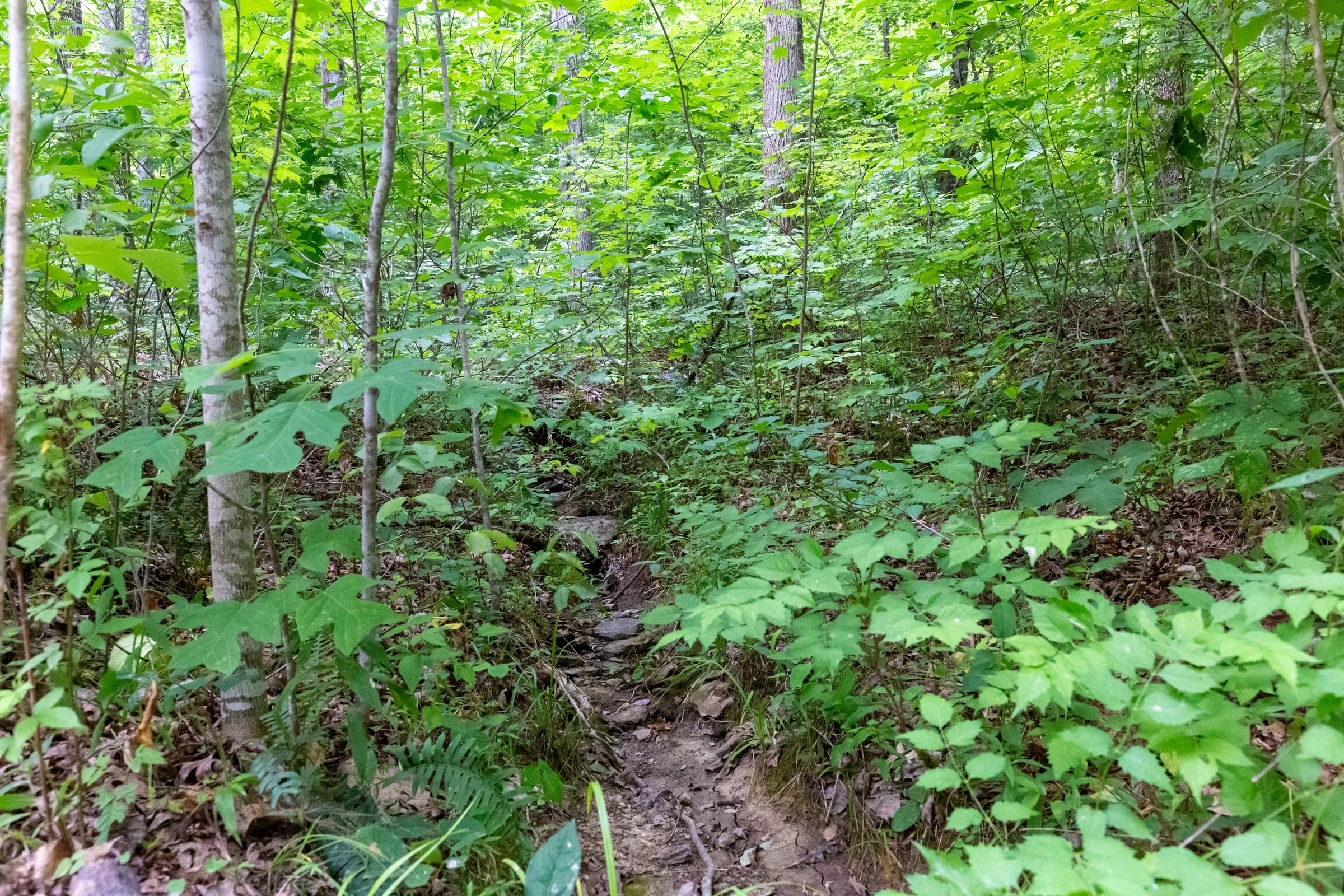 Tract 11 at Tucker Hollow in Wayne County, Kentucky