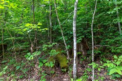 Tucker Hollow Tract 12