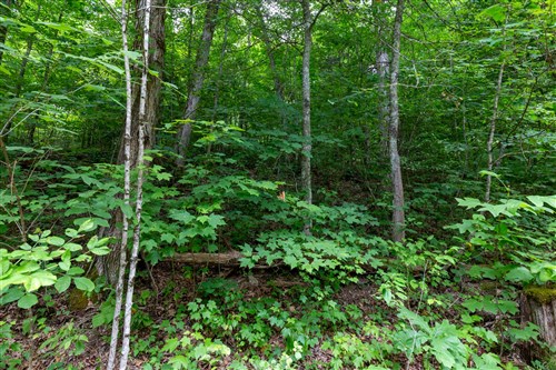 Tucker Hollow Tract 12
