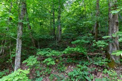 Tucker Hollow Tract 12