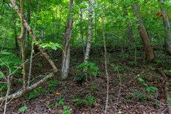Tucker Hollow Tract 12