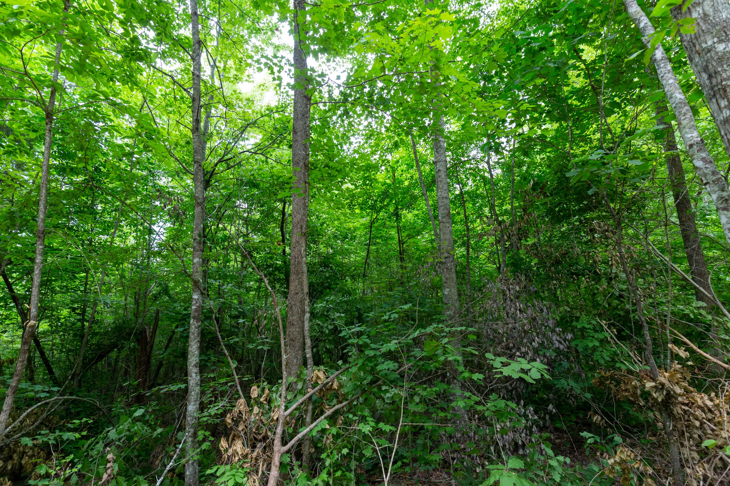 Tract 13 at Tucker Hollow in Wayne County, Kentucky
