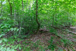 property photo for Tucker Hollow Tract 14, 5.73 acres for sale in Wayne County, Kentucky