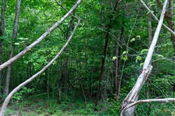property photo for Tucker Hollow Tract 14, 5.73 acres for sale in Wayne County, Kentucky