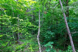 property photo for Tucker Hollow Tract 14, 5.73 acres for sale in Wayne County, Kentucky