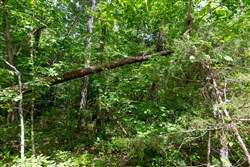 property photo for Tucker Hollow Tract 14, 5.73 acres for sale in Wayne County, Kentucky