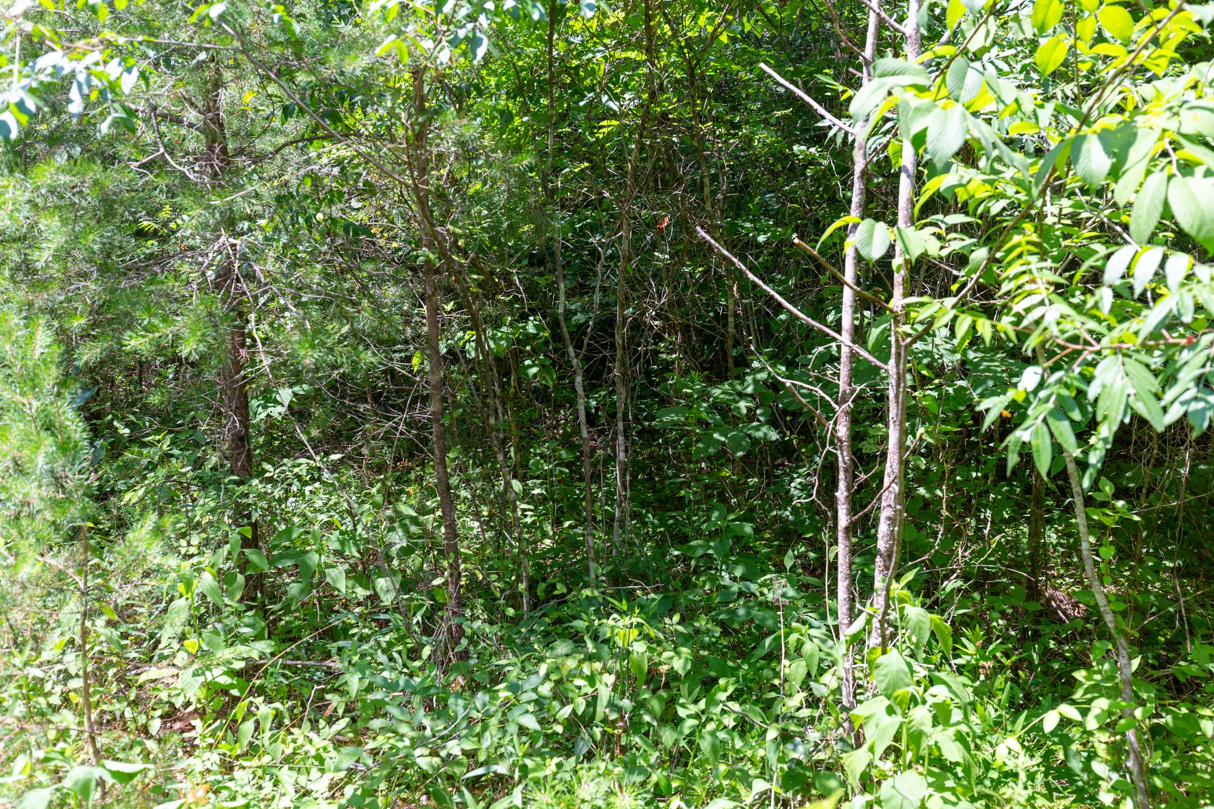 Tract 2 at Tucker Hollow in Wayne County, Kentucky