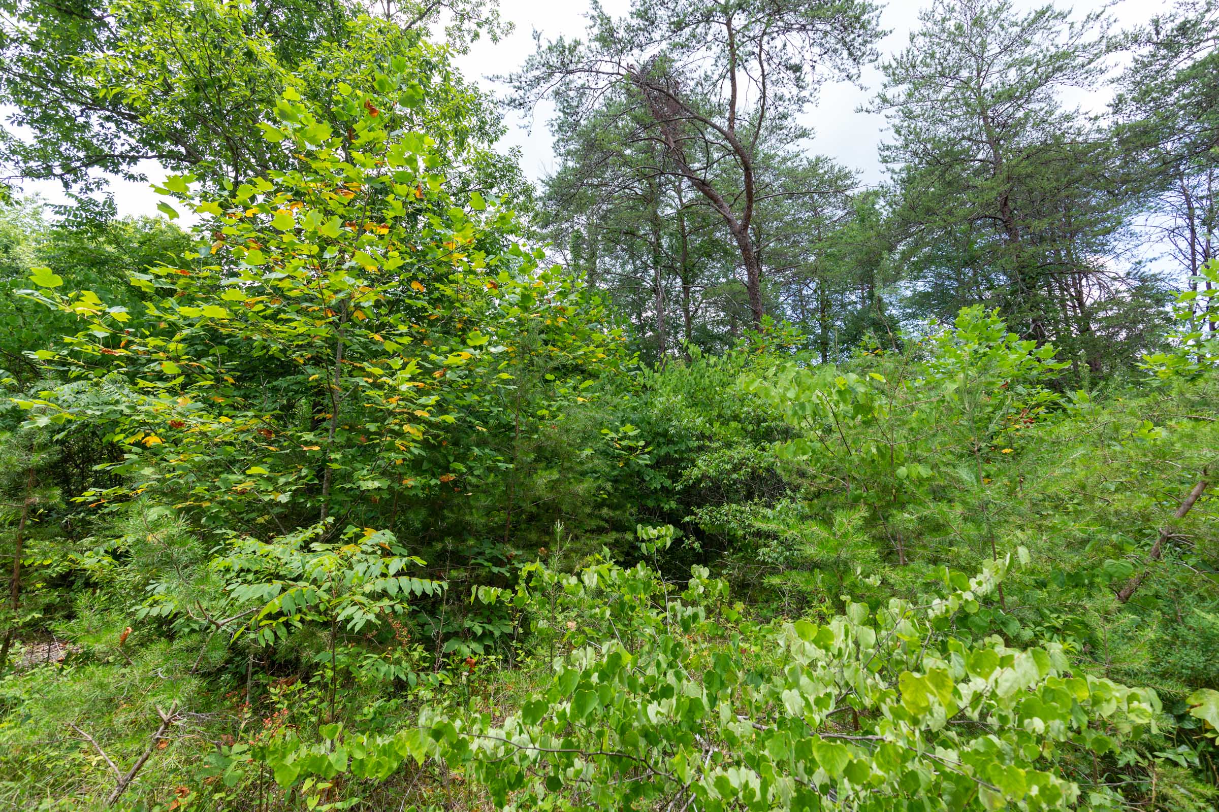 Tract 3 at Tucker Hollow in Wayne County, Kentucky