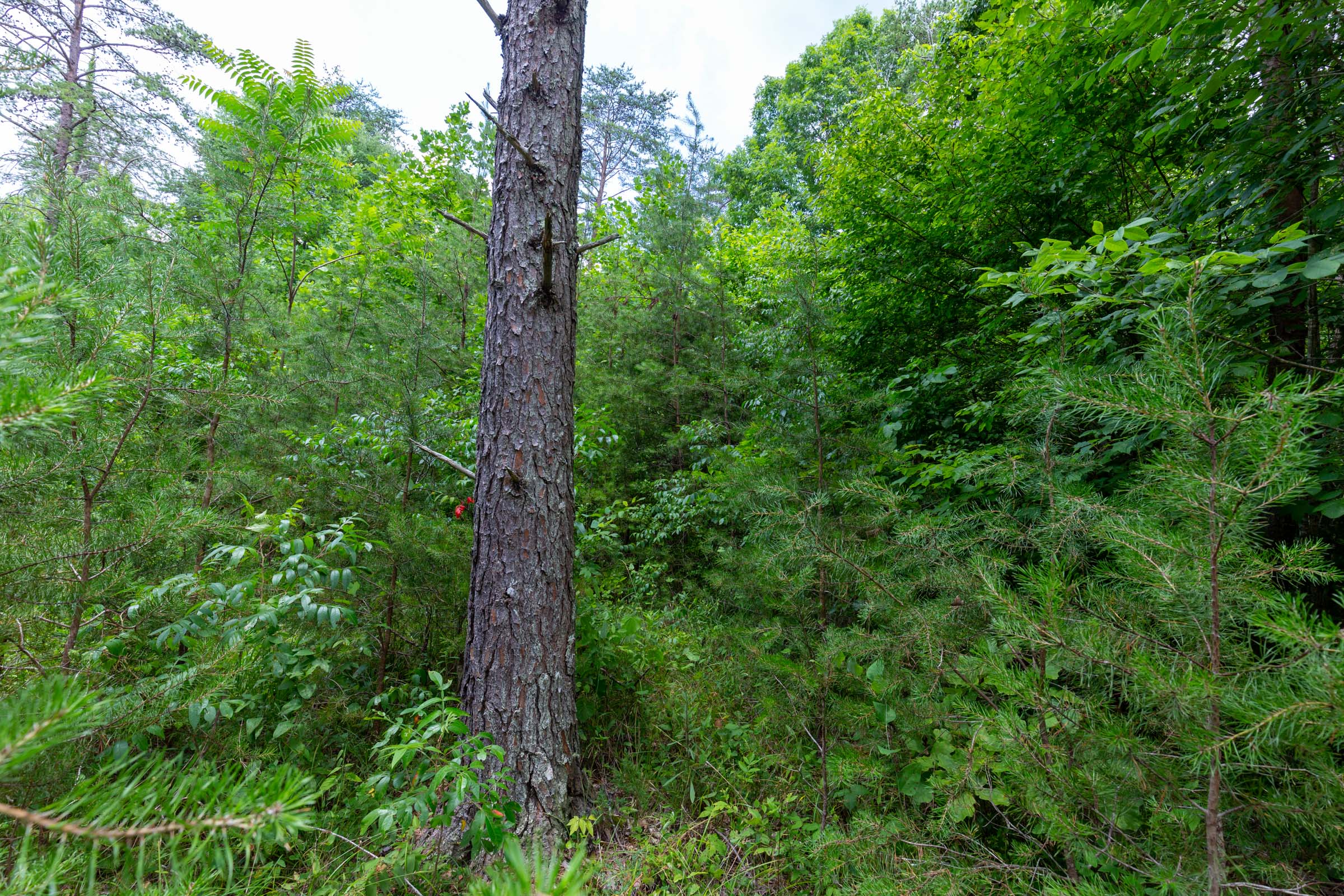 Tract 4 at Tucker Hollow in Wayne County, Kentucky