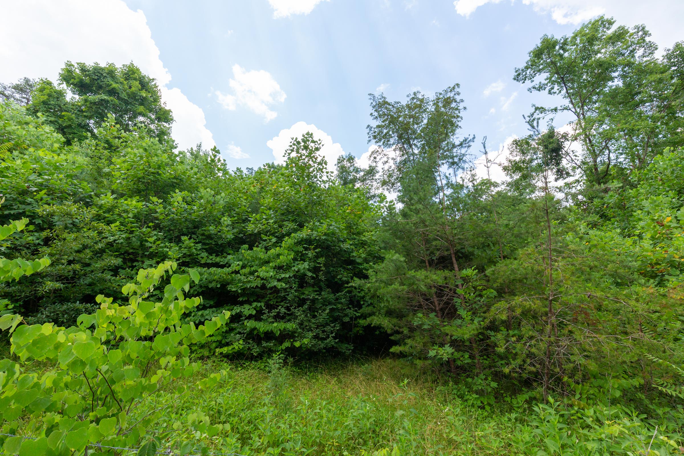 Tract 5 at Tucker Hollow in Wayne County, Kentucky