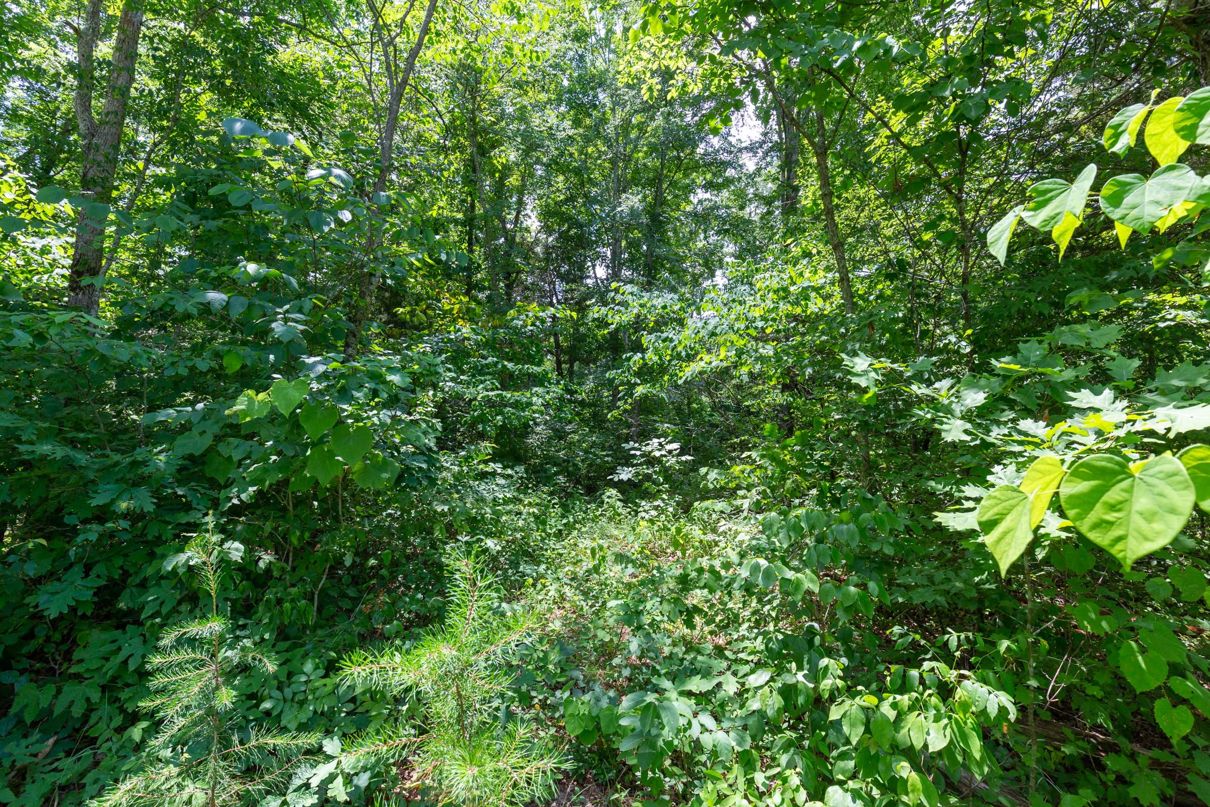 Tract 7 at Tucker Hollow in Wayne County, Kentucky