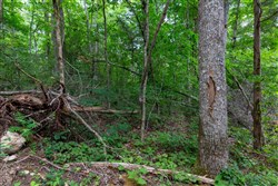 property photo for Tucker Hollow Tract 8, 5.08 acres for sale in Wayne County, Kentucky