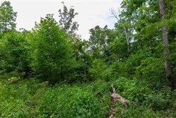 property photo for Tucker Hollow Tract 8, 5.08 acres for sale in Wayne County, Kentucky