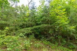 property photo for Tucker Hollow Tract 8, 5.08 acres for sale in Wayne County, Kentucky