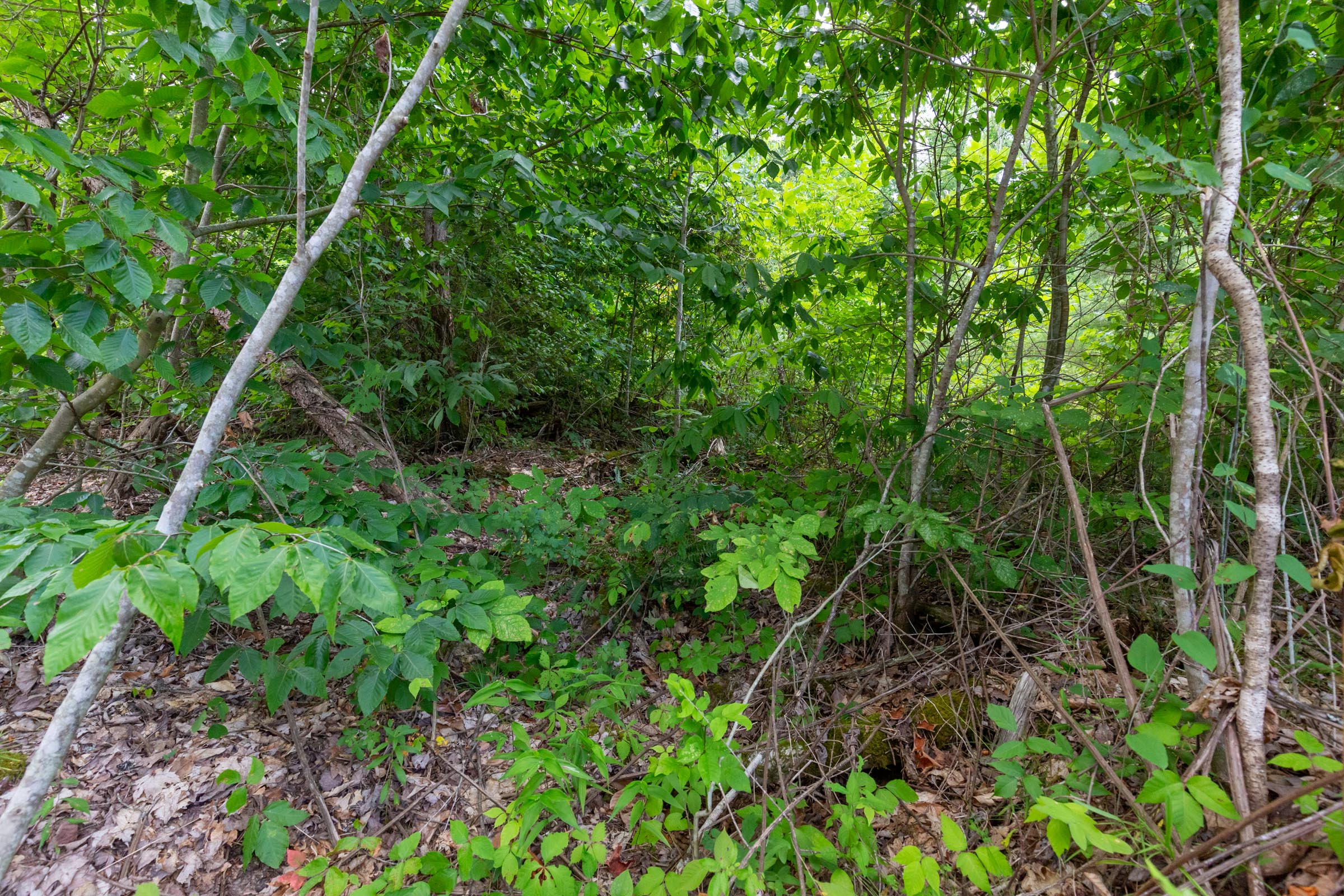 Tract 9 at Tucker Hollow in Wayne County, Kentucky