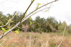 Woodland Heights Tract 22