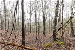 Woodland Heights Tract 22