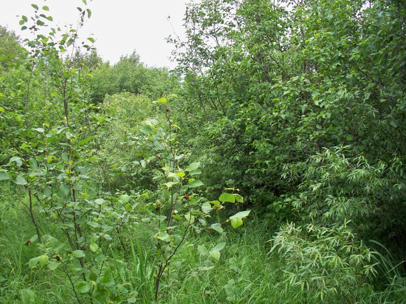 Tract 3 at Pine Island Ranch in Koochiching County, Minnesota