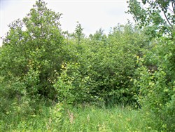 property photo for Pine Island Ranch Tract 3, 20 acres for sale in Koochiching County, Minnesota