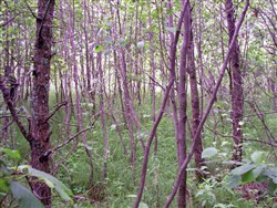 property photo for Pine Island Ranch Tract 4, 20 acres for sale in Koochiching County, Minnesota
