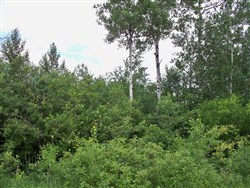 property photo for Pine Island Ranch Tract 4, 20 acres for sale in Koochiching County, Minnesota