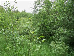 property photo for Pine Island Ranch Tract 5, 40 acres for sale in Koochiching County, Minnesota