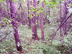 property photo for Pine Island Ranch Tract 6, 40 acres for sale in Koochiching County, Minnesota