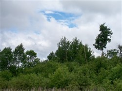 property photo for Pine Island Ranch Tract 6, 40 acres for sale in Koochiching County, Minnesota