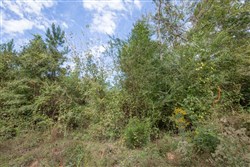 Brentwood Tract 1