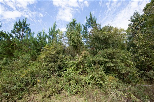 Brentwood Tract 1