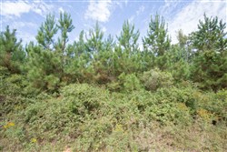 Brentwood Tract 1