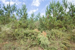 Brentwood Tract 1