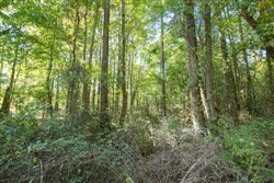 Brentwood Tract 10