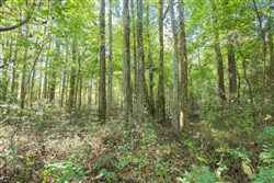 Brentwood Tract 10