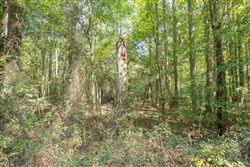Brentwood Tract 11