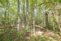 Brentwood Tract 11