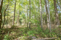 Brentwood Tract 11