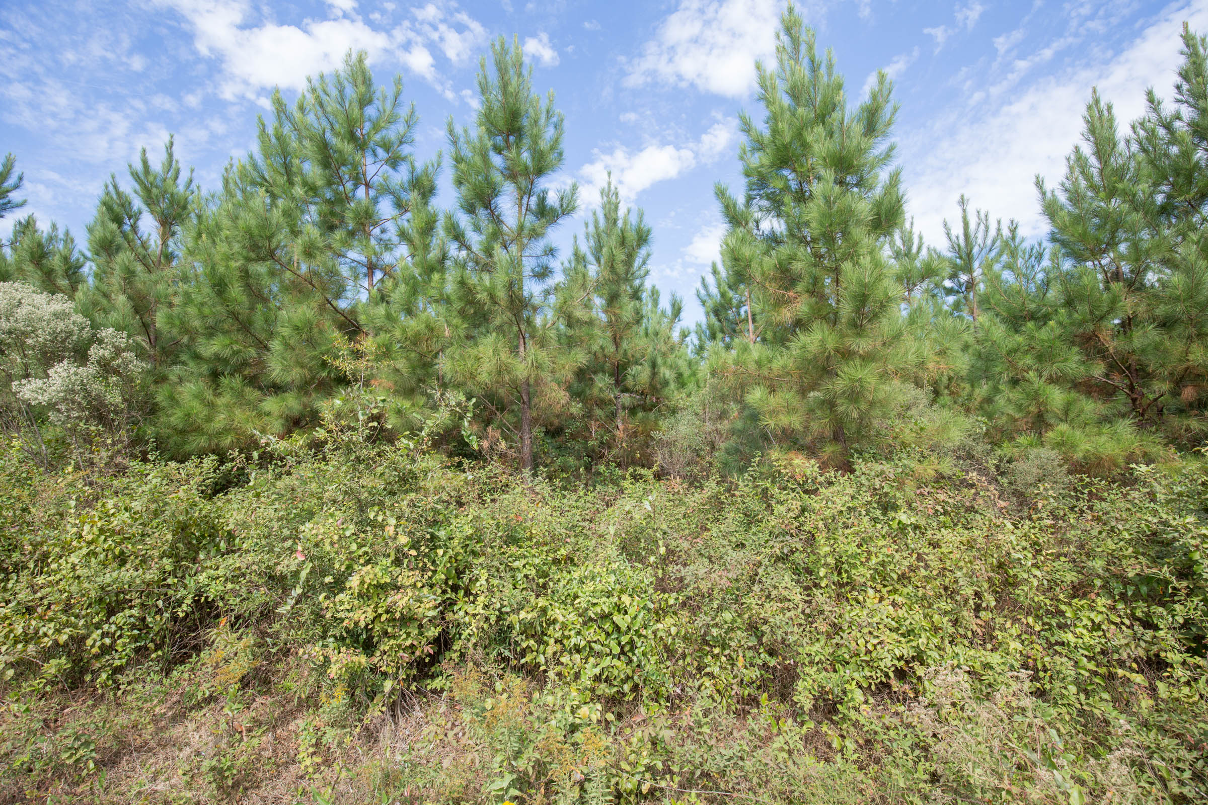 Tract 2 at Brentwood in Attala County, Mississippi
