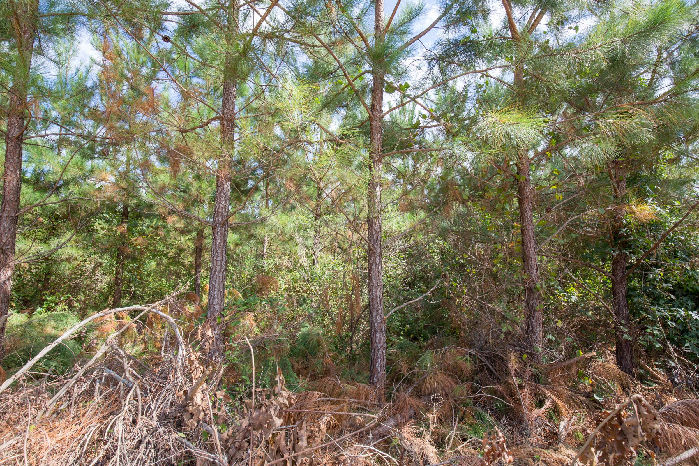 Tract 3 at Brentwood in Attala County, Mississippi