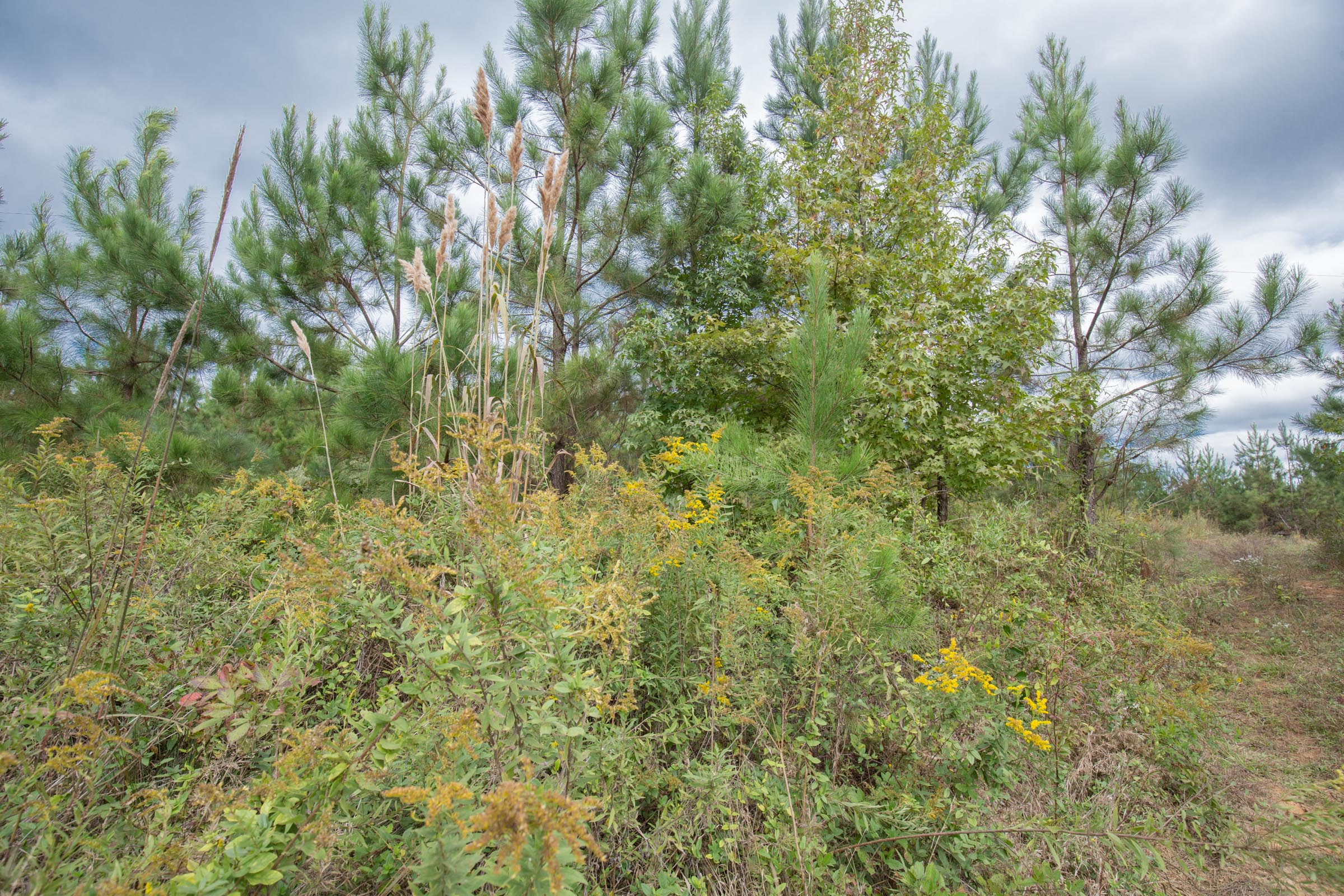 Tract 4 at Brentwood in Attala County, Mississippi