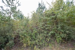 property photo for Brentwood Tract 5, 2.5 acres for sale in Attala County, Mississippi