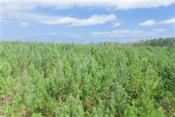 property photo for Brentwood Tract 5, 2.5 acres for sale in Attala County, Mississippi