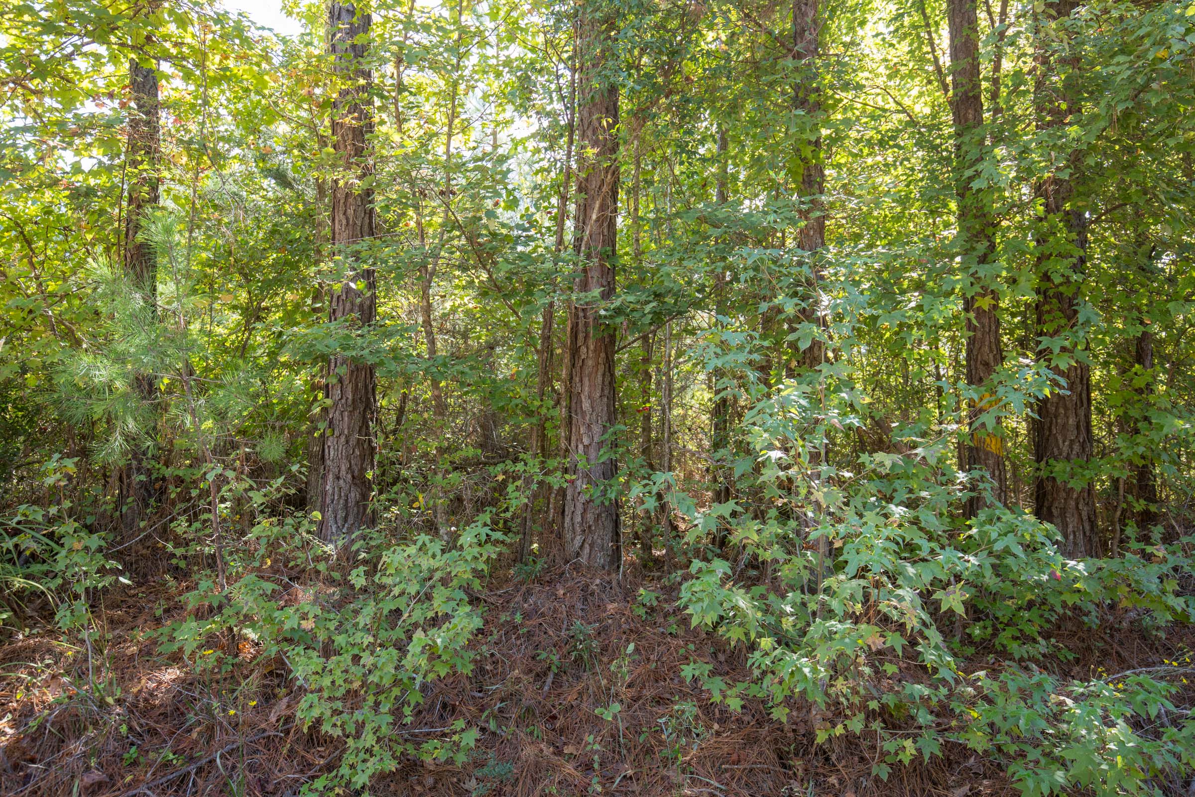 Tract 6 at Brentwood in Attala County, Mississippi