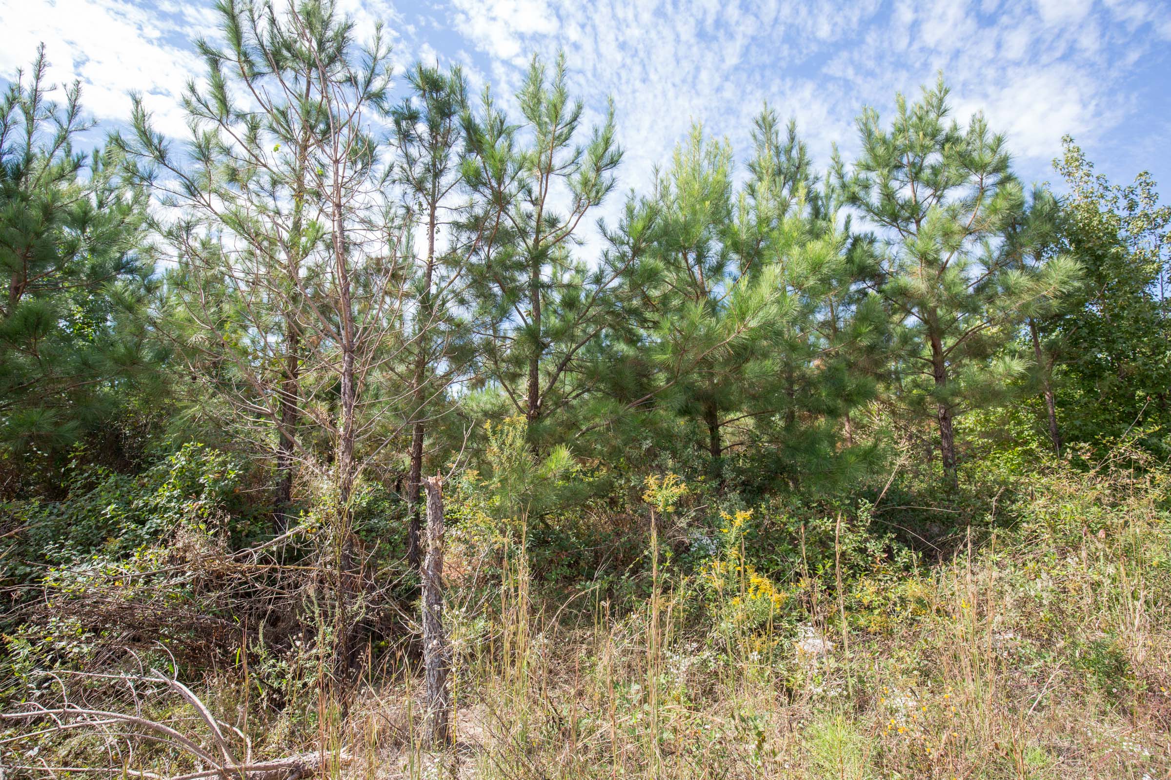 Tract 7 at Brentwood in Attala County, Mississippi