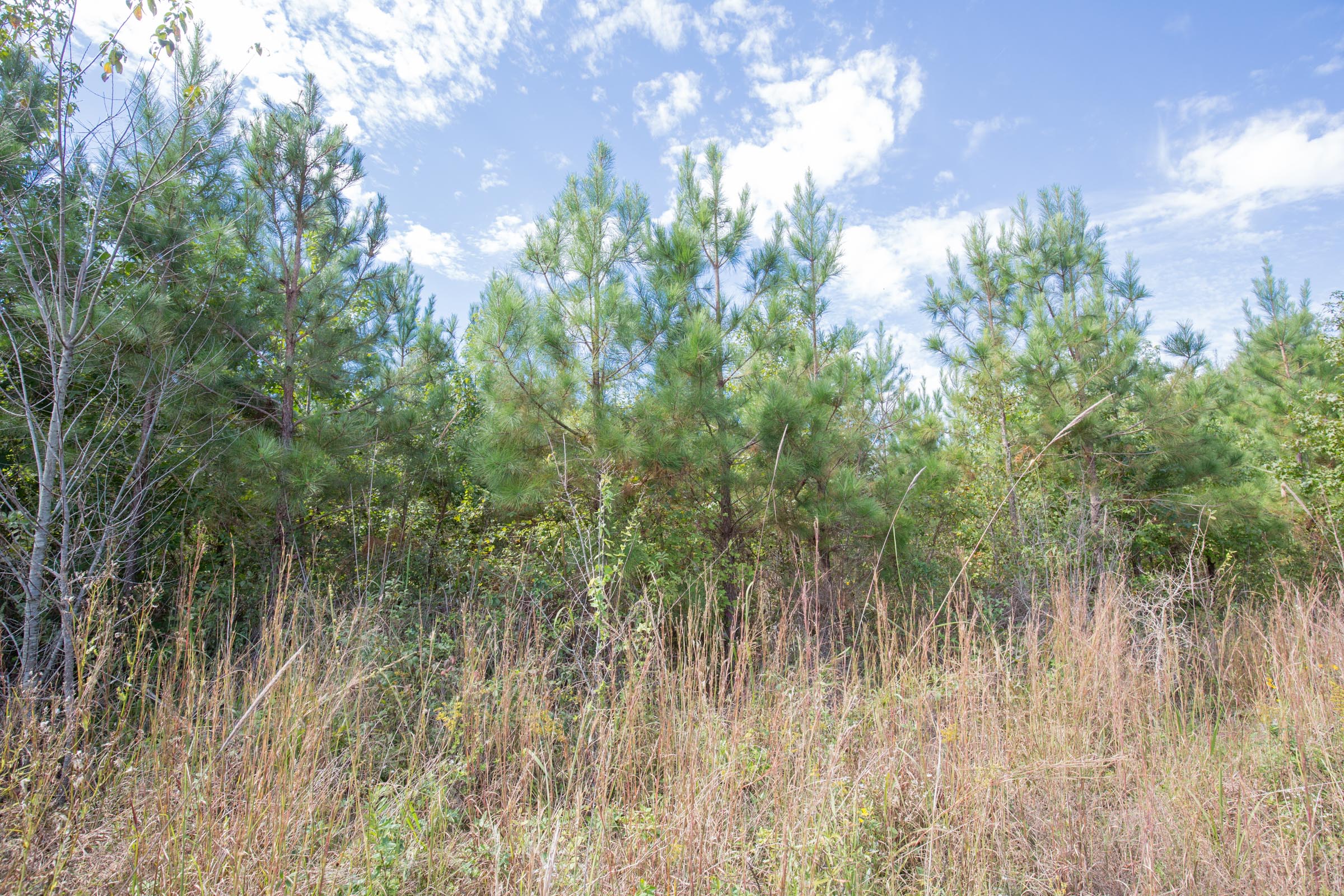 Tract 8 at Brentwood in Attala County, Mississippi